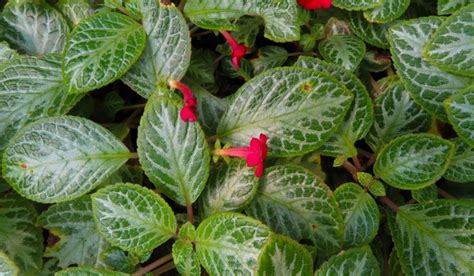 Episcia cupreata